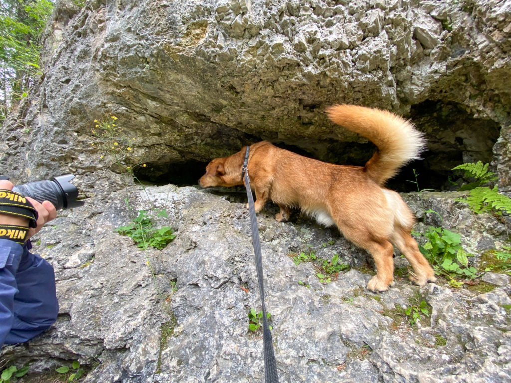  dog on the rock